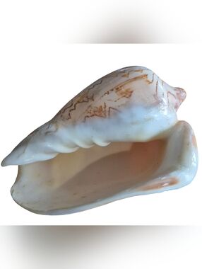 Cymbiola Nobillis Seashell Home Decor/coastal Decor
